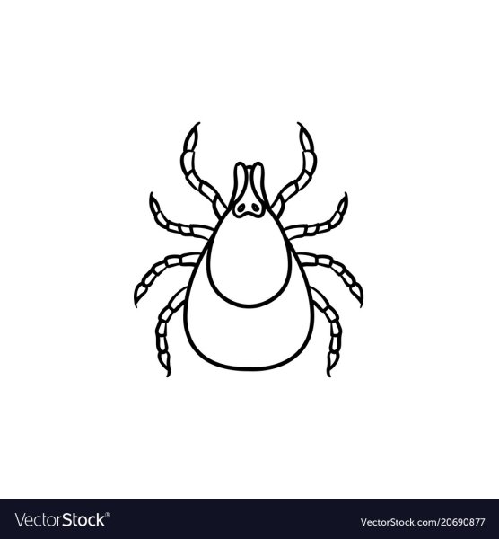 Иксодовый Таежный клещ