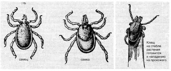 Ixodes пастбищный клещ