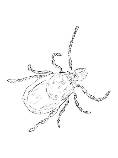 Имаго клеща таежного строение