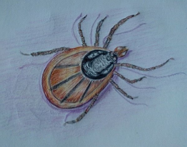 Иксодовые клещи собачий