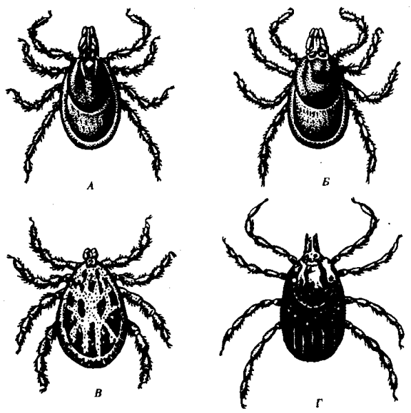 Клещ для раскрашивания детям