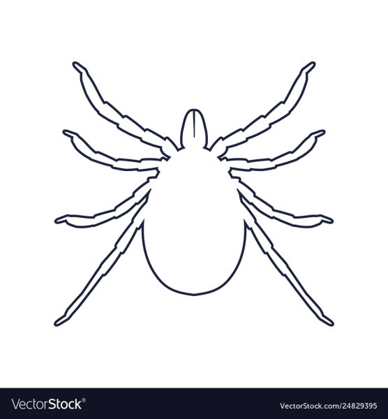 Имаго клеща таежного строение