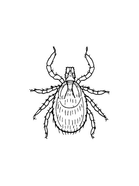 Клещ раскраска