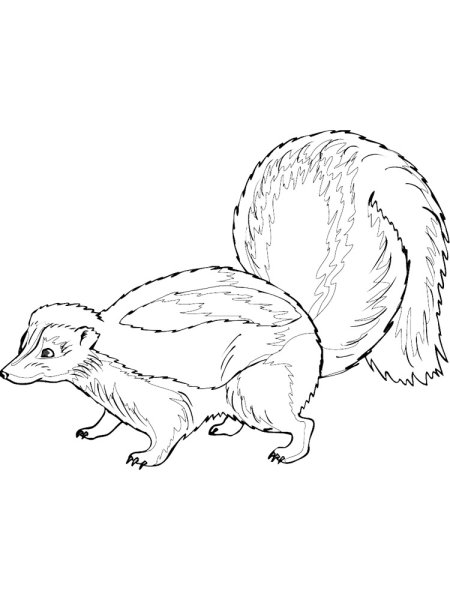 Раскраска животные Америки