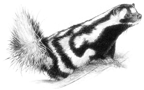 Полосатые скунсы