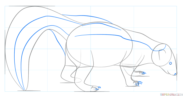 Скунс поэтапное рисование
