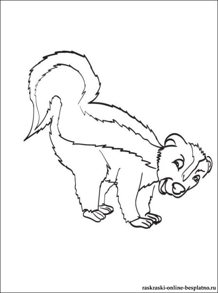 Раскраска животные скунс