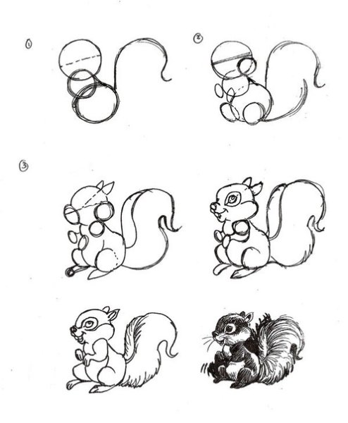 Поэтапное рисование белки