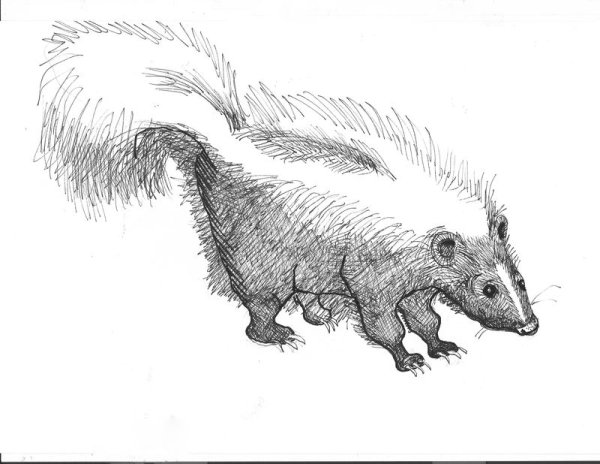 Скунс карандашом