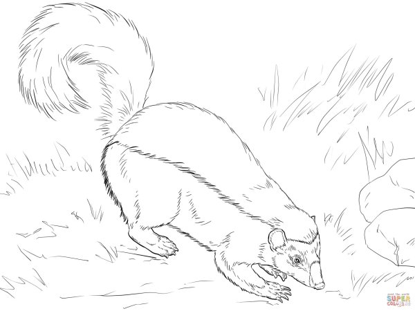 Росомаха зверь раскраска для детей
