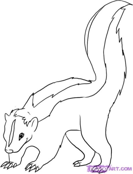 Скунс рисунок карандашом