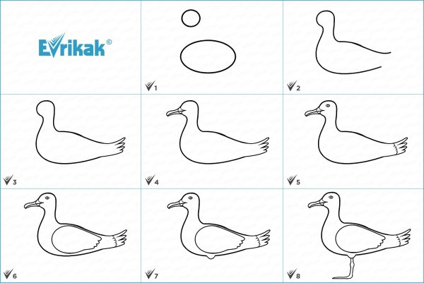 Поэтапное рисование Чайки