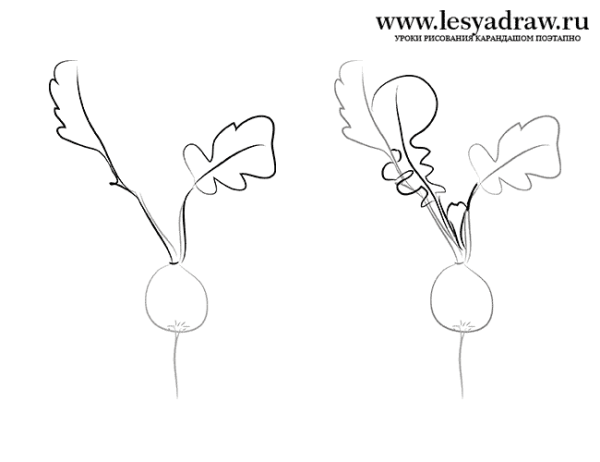 Редиска поэтапно рисунок