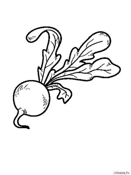 Редиска раскраска для детей