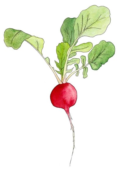 Редис растение