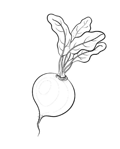 Редис раскраска для детей