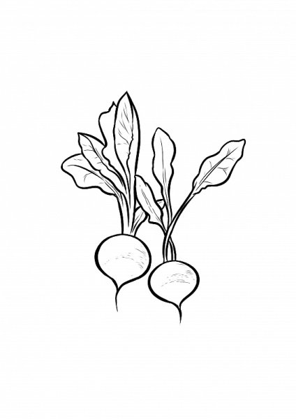 Редиска раскраска