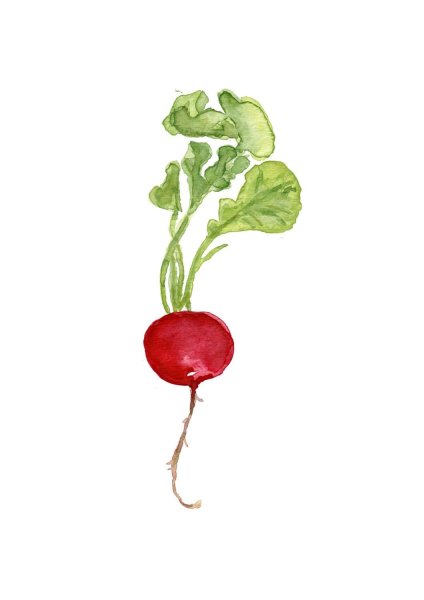 Нарисовать редис