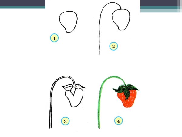 Поэтапное рисование овощей и фруктов