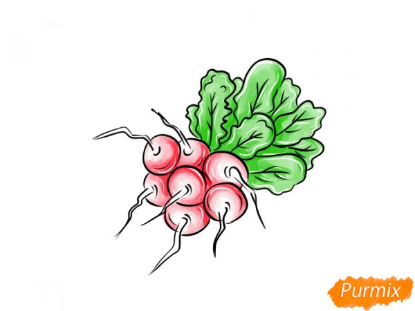 Как нарисовать редиску поэтапно