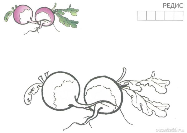 Раскраска редис для детей 6-7 лет