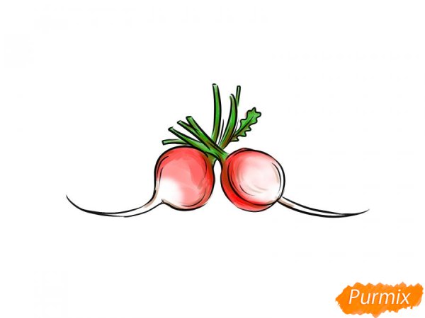 Как рисовать редиску