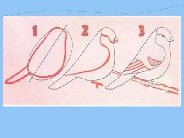 Схема рисования снегиря