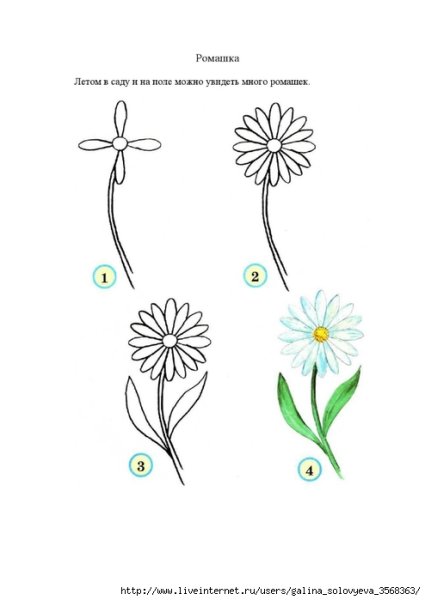 Схема рисования цветка космея