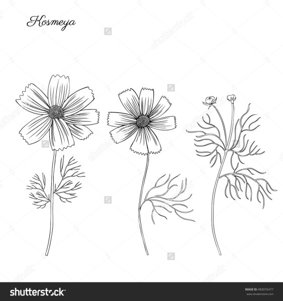 Космея цветок рисование в старшей группе