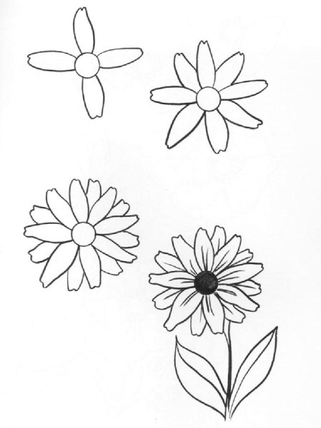 Цветы космеи для дошкольников