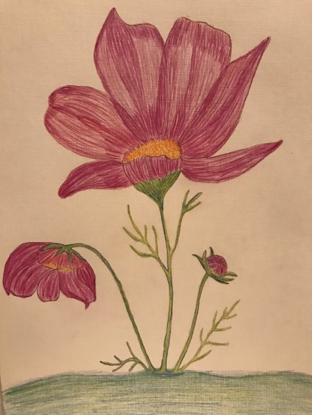 Поэтапное рисование цветов ромашки