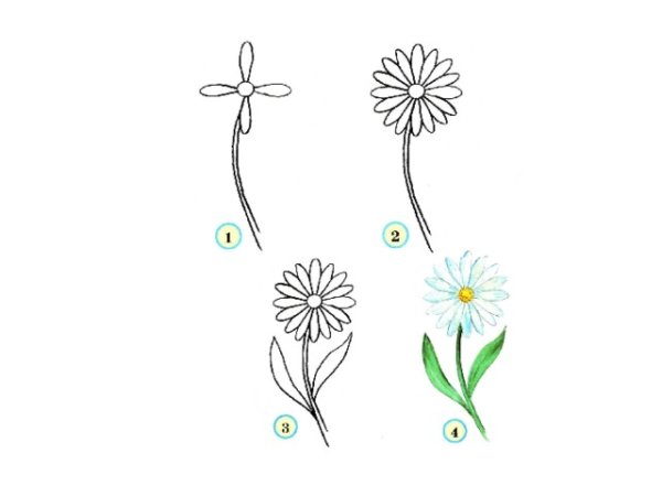 Раскраска космея цветок