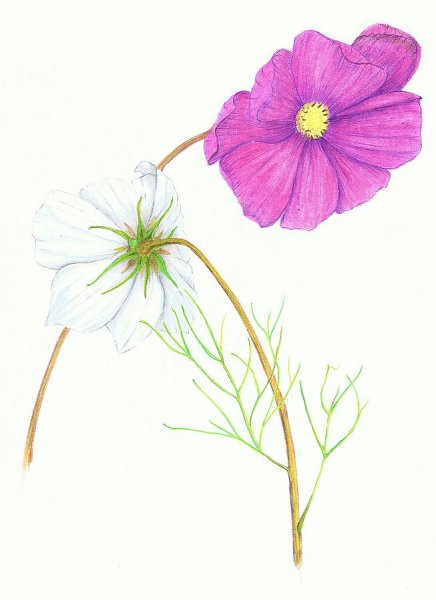 Схемы рисования цветов акварелью