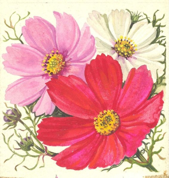 Поэтапное рисование космея