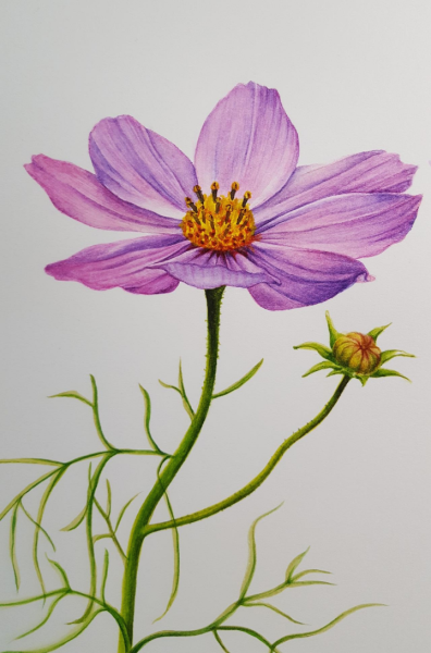 Цветы для рисования маленькие