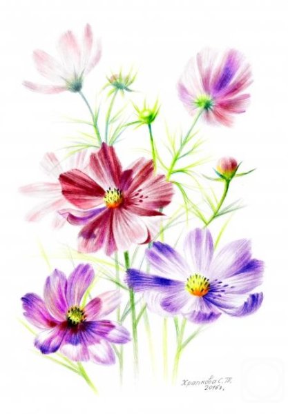 Строение космеи