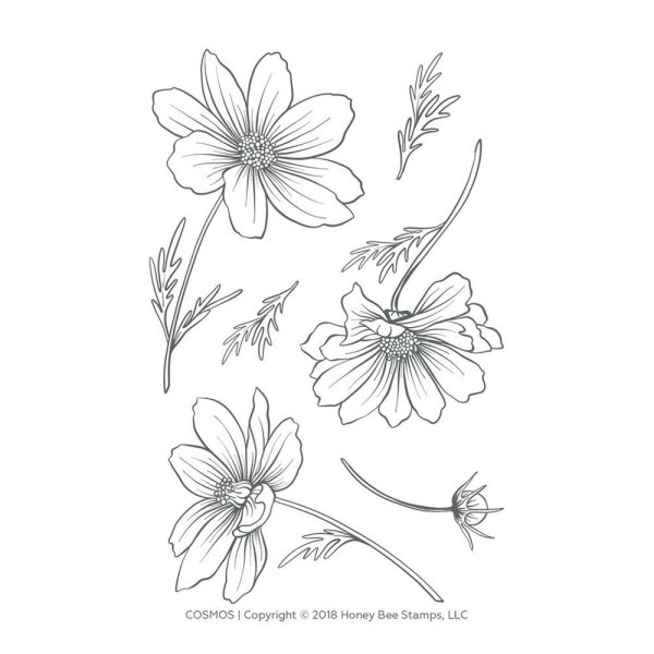 Космея раскраска