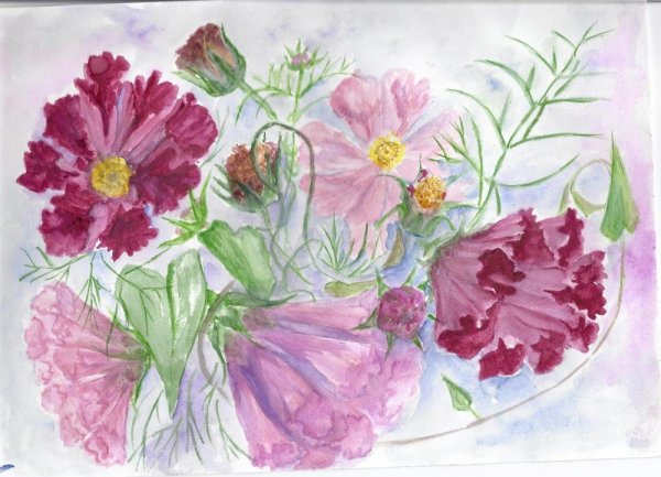 Космея Ботаническая иллюстрация