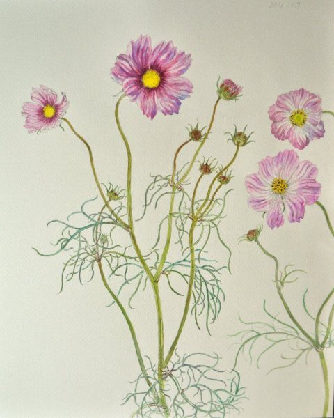 Космея акварель японская