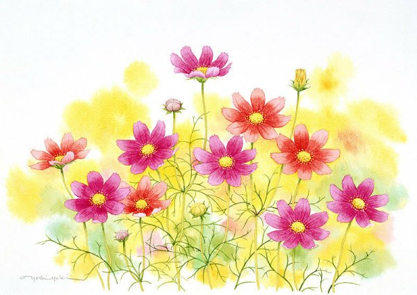 Космеи акварелью