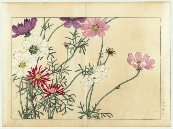 Цветы космеи Ботаническая иллюстрация