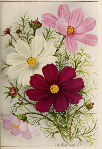 Рисование в старшей группе космея акварелью