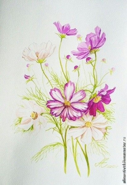 Цветок космея карандашом