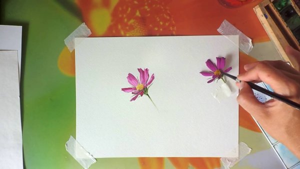 Космея строение цветка