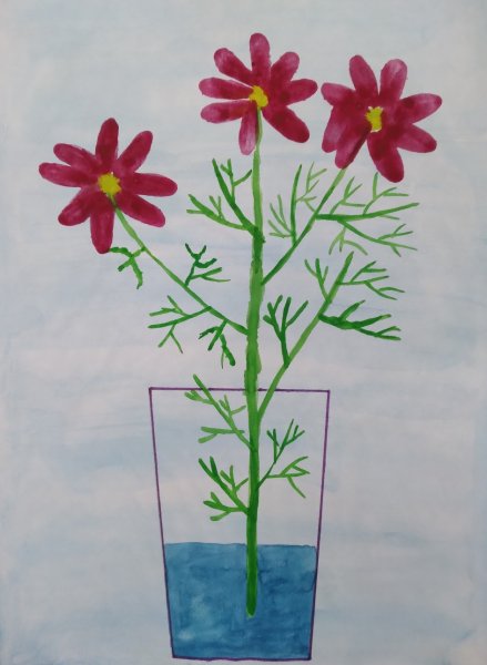 Цветы космеи Ботаническая иллюстрация