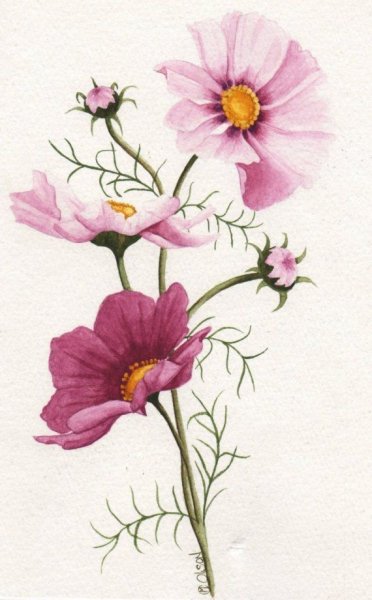 Наклейки на холодильник цветы космея