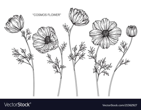 Космея эскиз