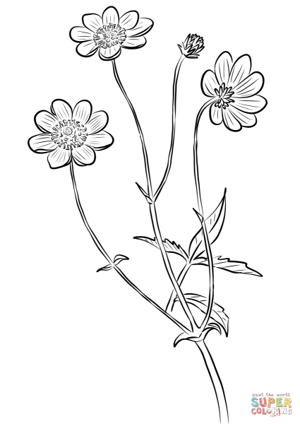 Рисование в детском саду космея