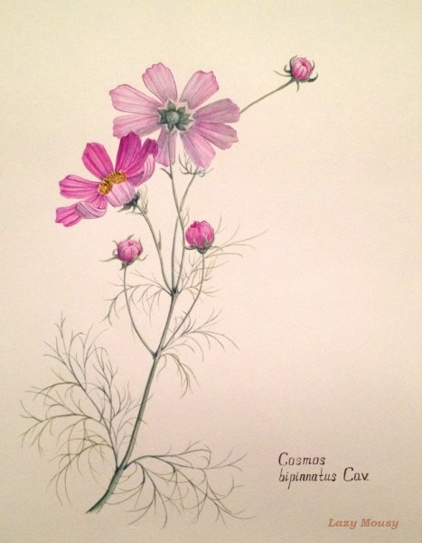 Космея строение растения