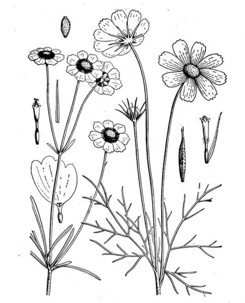 Ботаническая космея